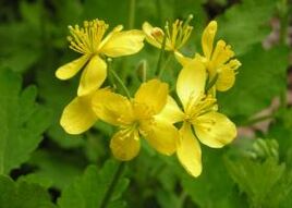 Experience and disadvantages of using celandine for warts